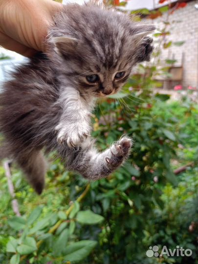 Шотладские вислоухие котята