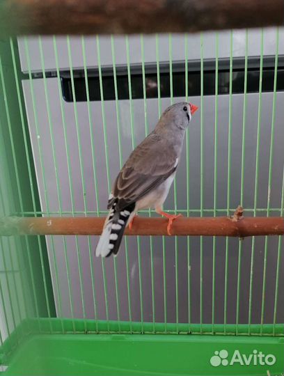 Зебровые амадины