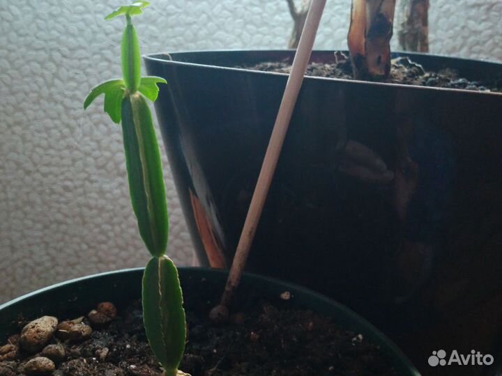 2в1цветочки