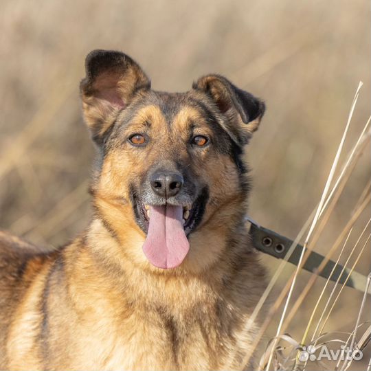 Собака в добрые руки,Щербет