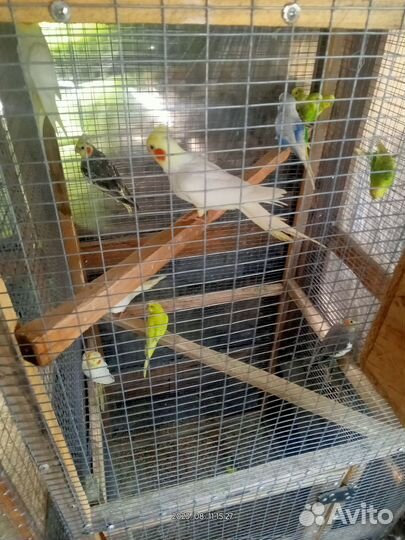 Попугай карелла птенцы