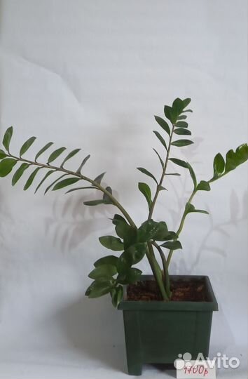 Комнатные растения цветы