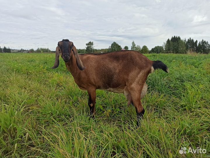 Нубийские козы козлы козлята