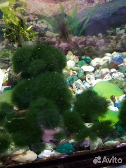 Сомики анциструсы, Кладофора, Креветки Вишня