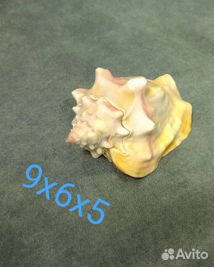 Ракушка морская средняя