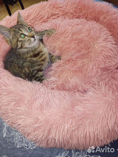 Котенок Дося