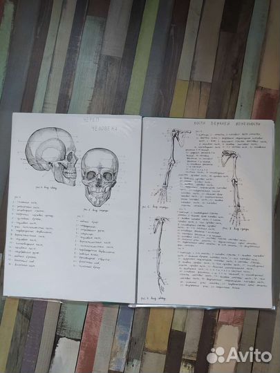 Папка по анатомии