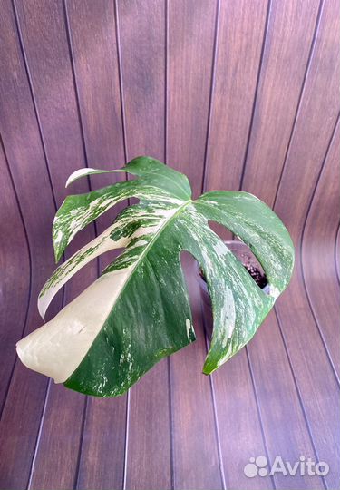 Монстера Альба