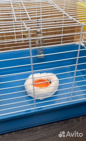 Клетка для кролика