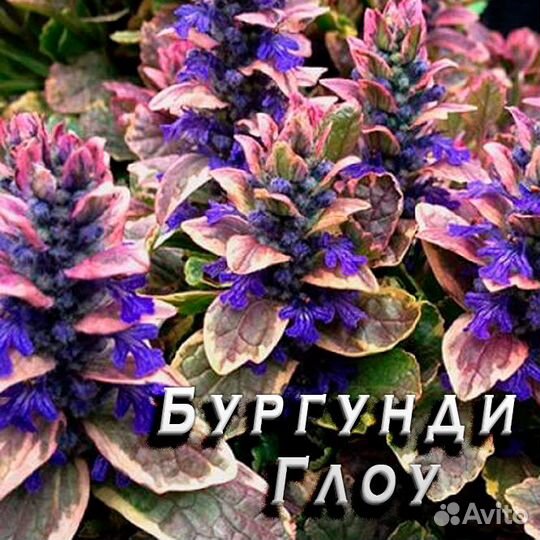 Живучка саженецы