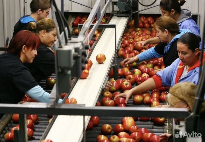 Вахта на сортировку/упаковку яблок разнорабочий