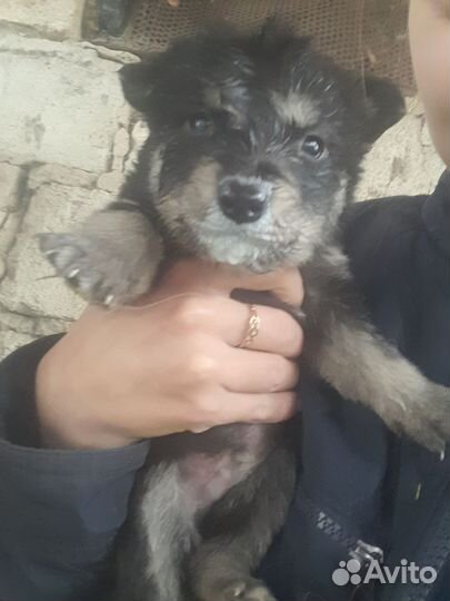 Щенки сибирских хасок