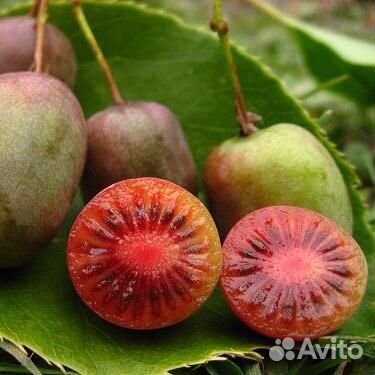 Актинидия Аргута Hardy Red+мужской сорт