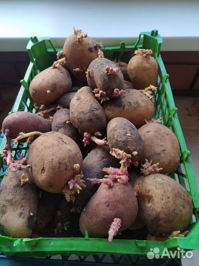 Семенной картофель