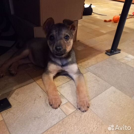 Щенок в добрые руки бесплатно