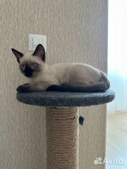 Котёнок (кот) в добрые руки сиамский