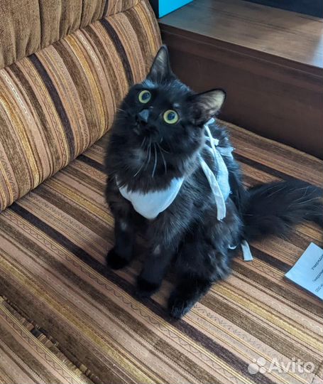 Молодой кошке нужна передержка