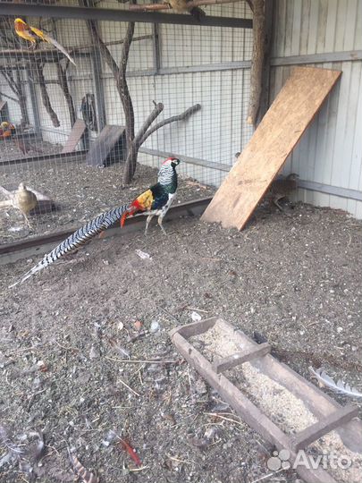 Золотые,алмазные,серебристые и лимонные фазаны