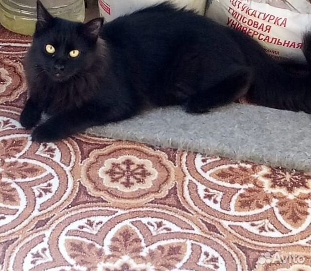 Отдам в добрые руки