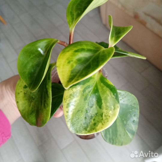 Пеперомия Грин Голд