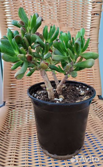 Крассула хоббит