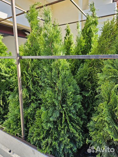 Туи смарагд 1.4-1.5 метровые
