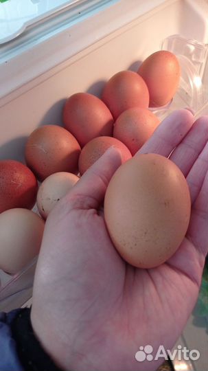 Домашние куриные яйца