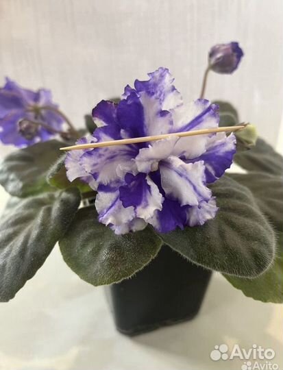 Сортовые фиалки