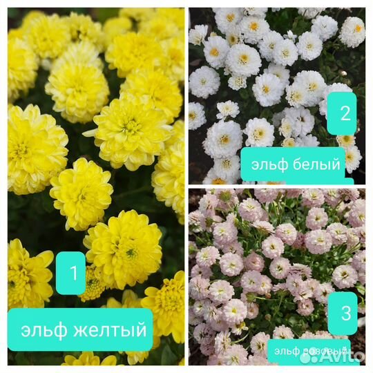 Корейская хризантема и мультифлора