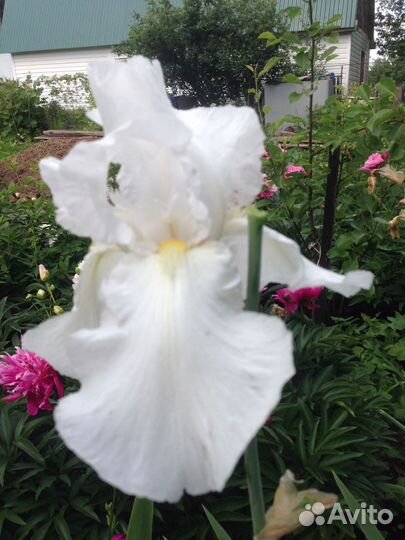 Многолетним цветы ирисы сортовые