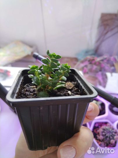 Суккуленты