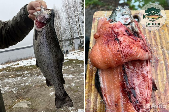 Свежая рыба, Форель охлажденная / от Производителя