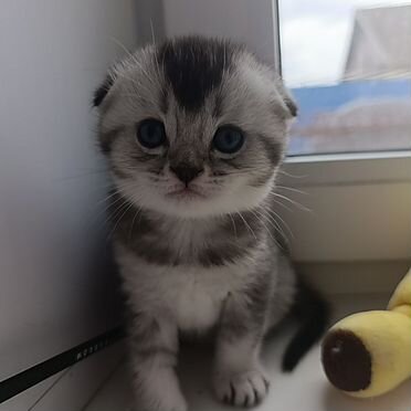 Шотландский вислоухий короткошёрстный котёнок