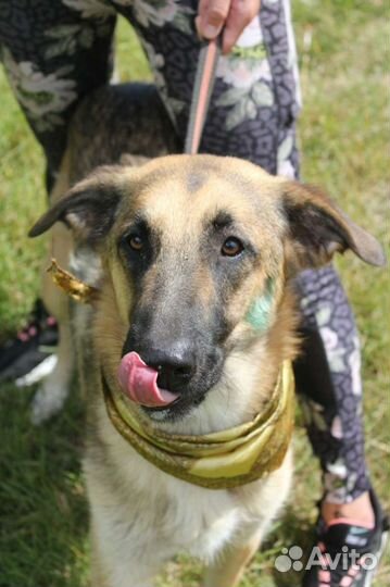 Пёс Айс ищет семью