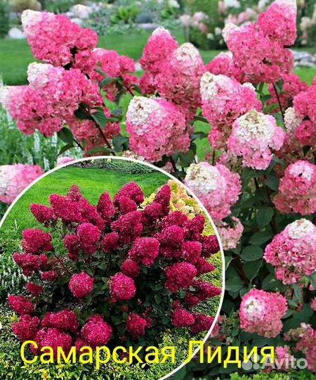 Гортензия Самарская Лидия