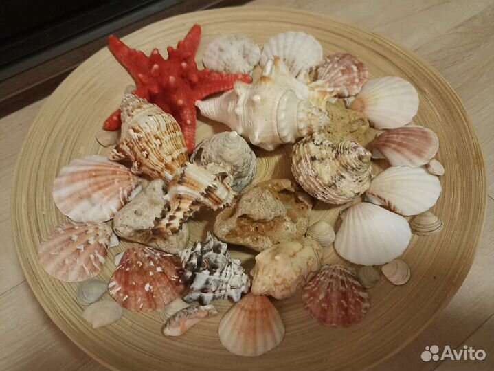 Ракушки набор