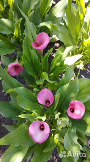 Клубни каллы, георгин, гладиолус