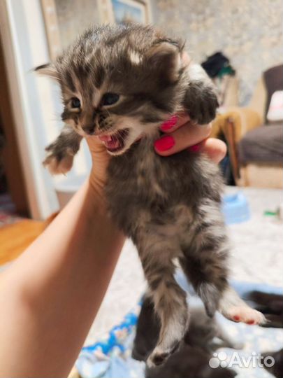 Шотландские вислоухие котята бесплатно