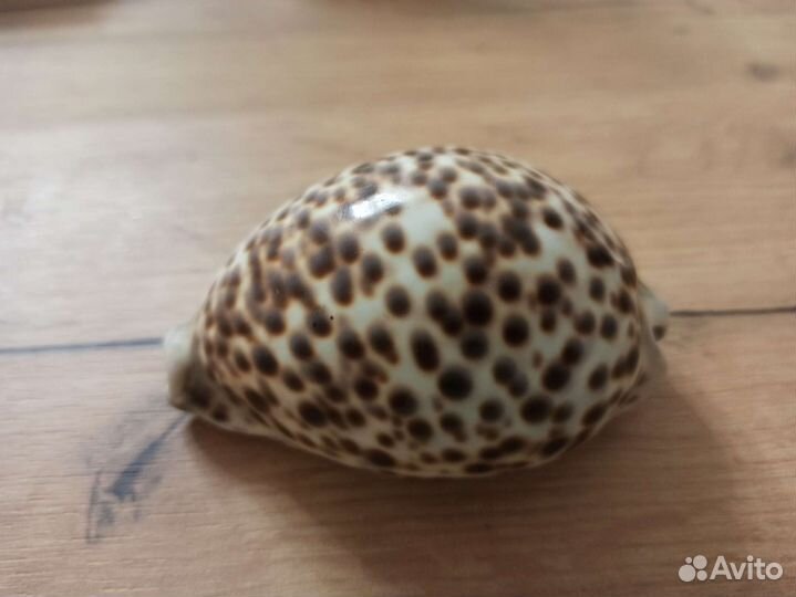 Морская раковина