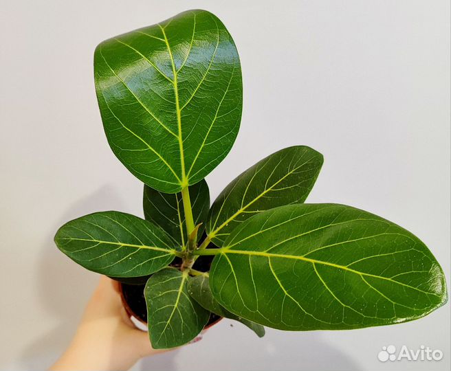 Фикус бенгальский одри/Андрей/Аудрей d12