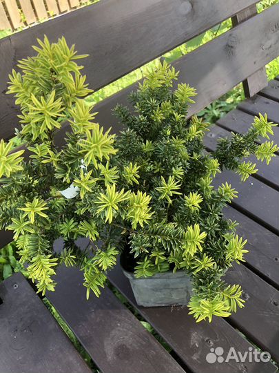 Тис фастигиата аурея