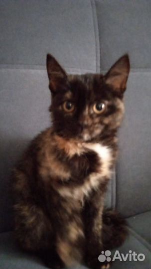Отдадим котенка
