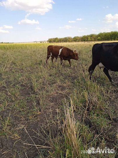 Корова стельная дойная