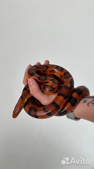 Змея для фотосессии