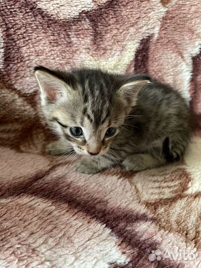 Отдам котят в добрые руки