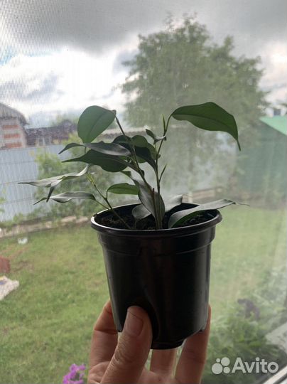 Комнатные растения