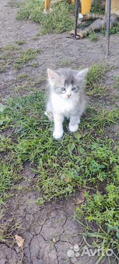 Котята ищут дом