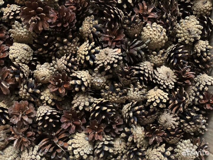 Шишки сосновые лето 2023