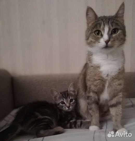 Отдам бесплатно