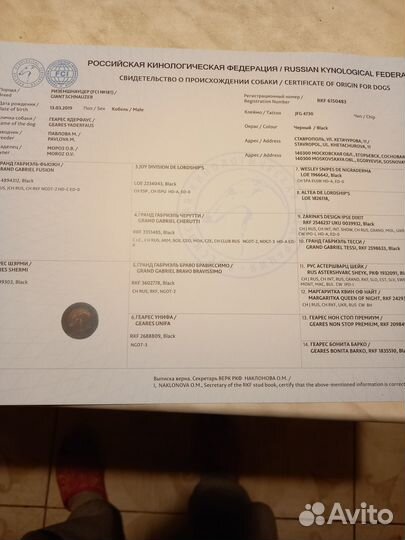 Вязка кобель